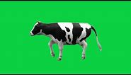 cartoon cow walking cycle animation green screen video. #cartoon cow #cow green screen #walking cow