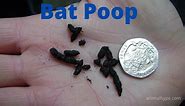 What Does Bat Poop Look Like? Bat Droppings Identification - Animal Hype