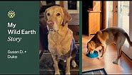 Duke's Wild Earth Review | Wild Earth Vegan Dog Food