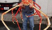 15 Gigantic Japanese Spider Crab Facts - Fact Animal