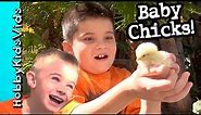 BABY CHICKS! HobbyKids Play + Fun With NEW Baby Chicks in Yard HobbyKidsVids