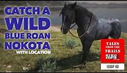 RDR2: Taming a Wild Blue Roan Nokota | Location | Red Dead Redemption 2