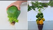 How to grow papaya tree from papaya fruit for beginners