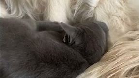 चार कान वाली बिल्ली [Meet Midas, the viral kitten with four ears]