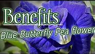 Health benefits of Blue Butterfly Pea flowers | Clitoria Ternatea | Herbal