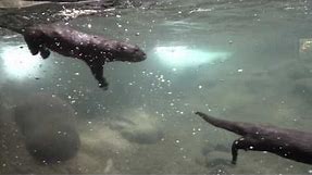 River otters pups swimming on their own