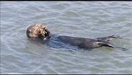 Sea Otter River otter Comparison, video by Tom Reynolds