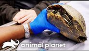 Dr. Ross Rescues a Turtle in Desperate Need of Help | The Vet Life | Animal Planet