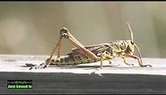 cricket animal sound