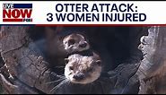 Otter attack: 3 women injured while on Montana river | LiveNOW from FOX