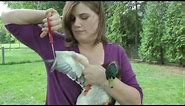 how to clip your birds wings (with call ducks)