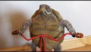 Funny tortoise compilation – Funny animal compilation