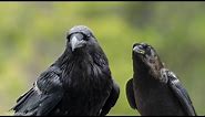 Crow vs Raven | Learn to Identify the American Crow and the Common Raven