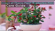 Crown of Thorns Plant (Euphorbia Milii) Care Guide