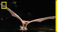 Fishing Bat vs. Catfish | National Geographic