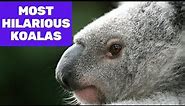 Most Hilarious Koalas on the Internet