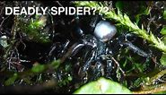 Mouse Spiders Potentially Deadly Spiders?