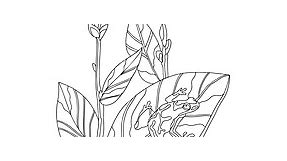 Little frog - Frogs coloring pages for Adults online and printable