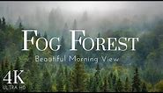 Fog Forest in 4K | Beautiful Foggy morning in Forest | Drone Footage | Relaxation Film