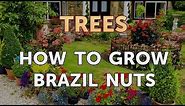 How to Grow Brazil Nuts