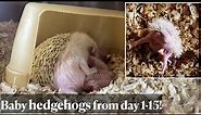 Hedgehog babies from day 1 to 15. First SELF-ANOINTING of one hoglet caught!