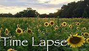 Sunflower Time Lapse - Field of Blooms