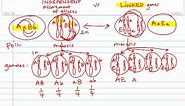 Gamete Formation: Independent Assortment vs. Linked Genes