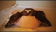 Amazing Funny Owls 🦉😂 Cute and Funny Owls Playing (Part 1) [Funny Pets]