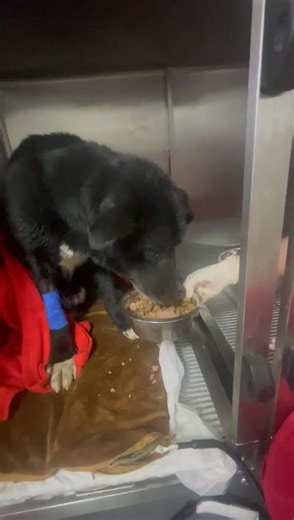 💔 UPDATE on the poor boy we rescued yesterday after being run over by a car 💔 Our boy has received emergency medication and has shown slight improvement since yesterday. The vets strongly suspect a traumatic brain injury, and he will continue to need close veterinary care and monitoring. This poor soul was run over by a car and left to die alone on the road. 😭 Cars kept passing. People kept passing. Nobody stopped. We found him wet, frozen, and in unimaginable pain 💔 💔 We are overwhelmed. �