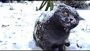 Cats in snow compilation