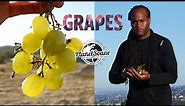Grape Benefits | What Color Grapes Are Healthy Black, Red, Green? What About Wine & Grape Seed Oil?