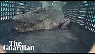 Hear it roar: 3.9-metre saltwater crocodile captured in north Queensland