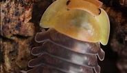 The Worlds Cutest Rollie Pollie Pill Bug | Rubber Ducky Isopods #Shorts