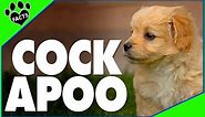 Top 10 Cockapoo Facts - Cocker Spaniel Poodle Mix Designer Dogs 101