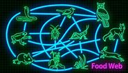 KS2 / KS3 Science: Food chains and food webs in animals