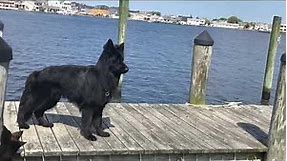 MAGNIFICENT SOLID BLACK LONG HAIRED GERMAN SHEPHERD