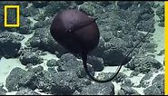 Scientists' Hilarious Reaction to Bizarre Deep-Sea Fish | National Geographic