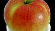 Melrose Apple Review - Apple Rankings by The Appleist Brian Frange