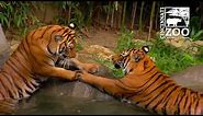 Malayan Tigers get Icy Treats on a Hot Day - Cincinnati Zoo