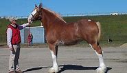 2S CLYDESDALES - CELTIC BREEDS