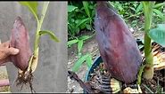 how to grow a banana tree easy method