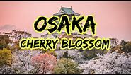 OSAKA CHERRY BLOSSOM | cherry blossom osaka | cherry blossom osaka japan