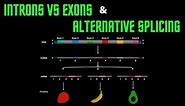 USMLE Step 1 - Lesson 14 - Introns vs Exons and Alternative splicing