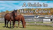 A Guide to Horse Colors
