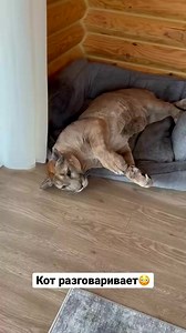 18K views · 809 reactions | Puma talks to the owner #Messi #Puma #CAT #pumbacaracal #animal #wild #forest #animallover #love #reels #reelsvideo #trend #viral #fyp #trendingnow #trendingreels #pet #petlover #reels2024 #foryou #best #bestvideos | PumbaCaracal | Facebook