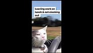 Cat Driving Car Meme Compilation