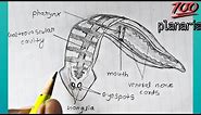 Classification of animals, Phylum : platyhelminthes | How to draw planaria labelled diagram