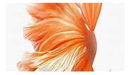 iPhone 6S Live Wallpapers Orange Fish