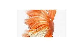 iPhone 6S Live Wallpapers Orange Fish