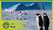 Antarctica - Tales from the End of the World - Go Wild